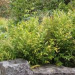 Sarcococca hookeriana WINTER GEM®(‘Pmoore03’PBR)