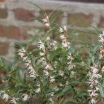 Sarcococca hookeriana var. digyna 'Purple Stem'