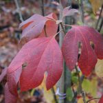 Sassafras albidum