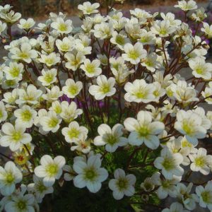 Saxifraga x arendsii 'Marto White'