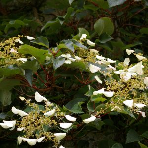 Schizophragma hydrangeoides