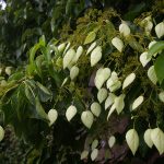 Schizophragma integrif. var.fauriei 'Windmills'®
