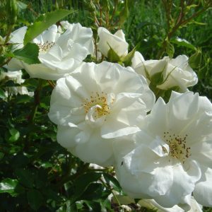Rosa 'Schneeflocke' -S-