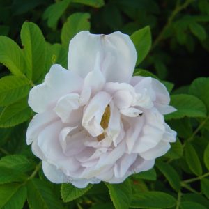 Rosa rugosa 'Schneekoppe'