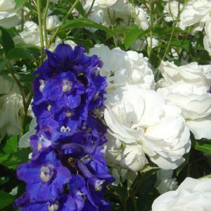 Rosa 'Schneewittchen' ®