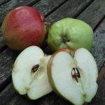 Apfel 'Schöner von Herrnhut'