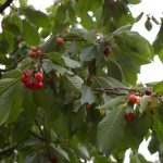 Süßkirsche 'Büttners Rote Knorpelkirsche'