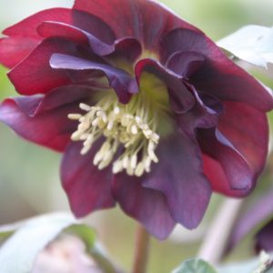 Helleborus x hybridus (ori-Hyb) 'Schwarz Gefüllt'