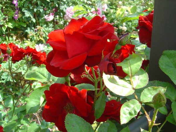 Rosa 'Schwarzer Samt'