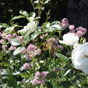 Rose Kosmos mit Astrantia