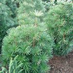 Sciadopitys verticillata "Sternschnuppe"