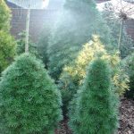 Sciadopitis vert. "Grüne Kugel"