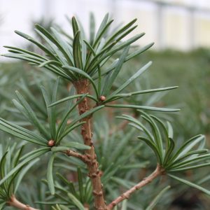 Sciadopitys verticillata "Twister"