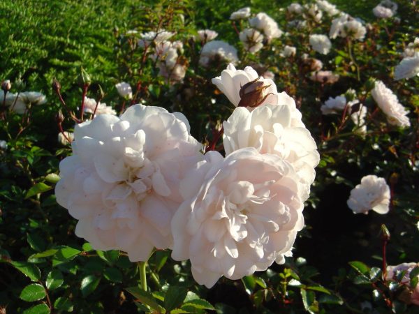 Rosa 'Sea Foam'