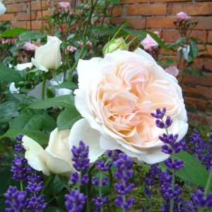 Rosa 'Sebastian KNEIPP' ®