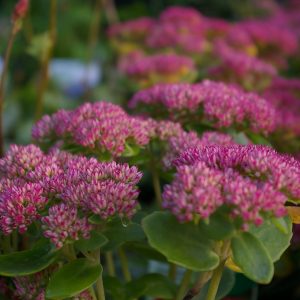 Sedum (Hylotelephium) telephium 'Herbstfreude'