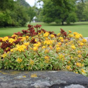 Sedum floriferum 'Weihenstephaner Gold'