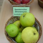 Apfel 'Seestermühler Zitronenapfel'