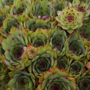 Sempervivum Hybriden