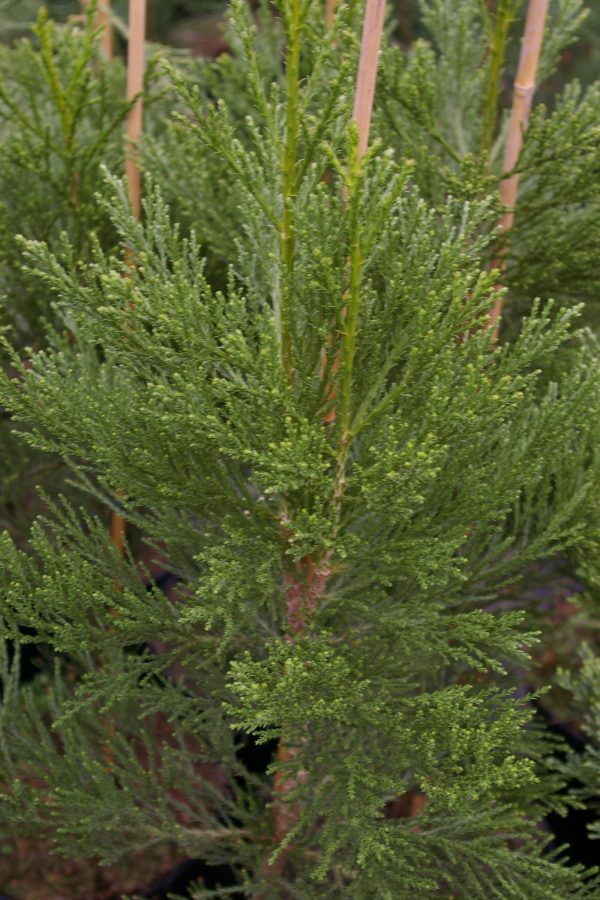 Sequoiadendron giganteum 'Greenpeace'