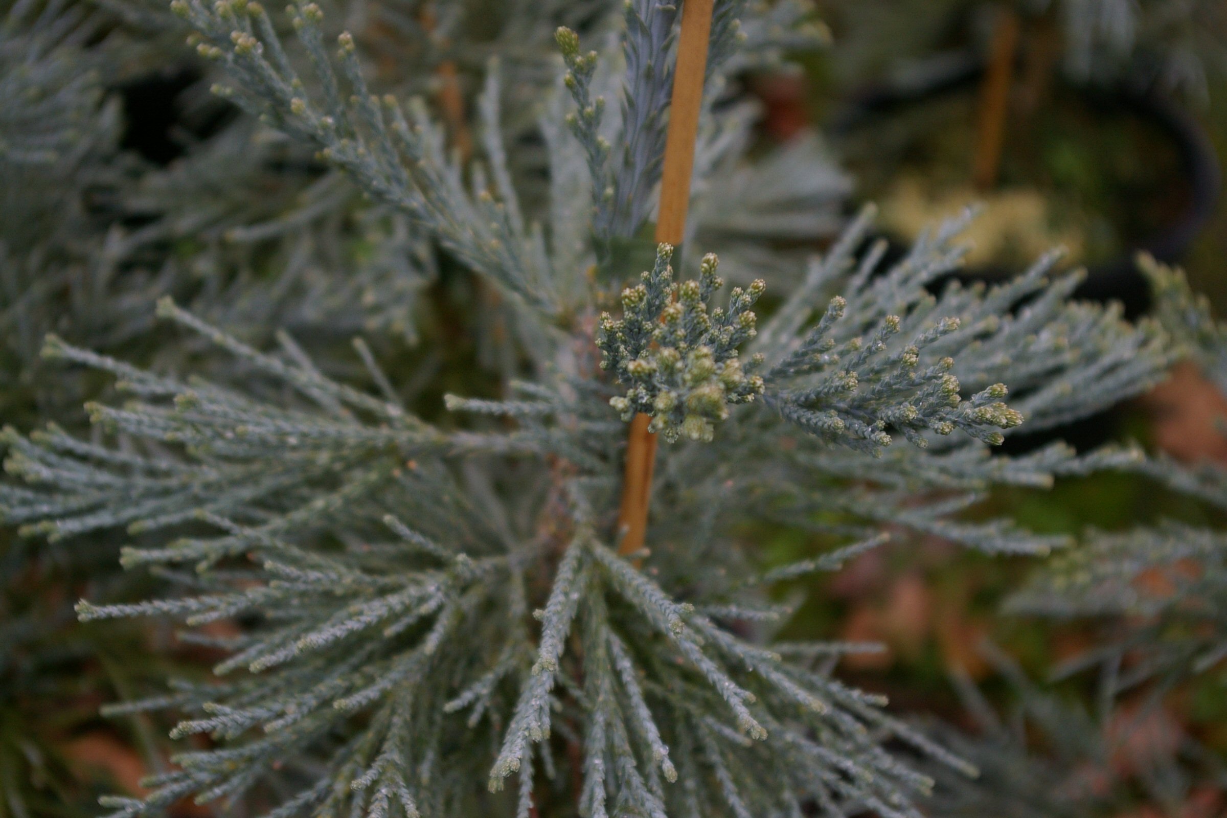 Sequoiadendron giganteum 'Glaucum'