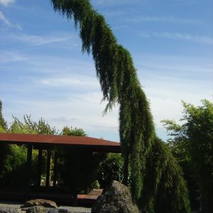 Sequoiadendron giganteum 'Pendulum'