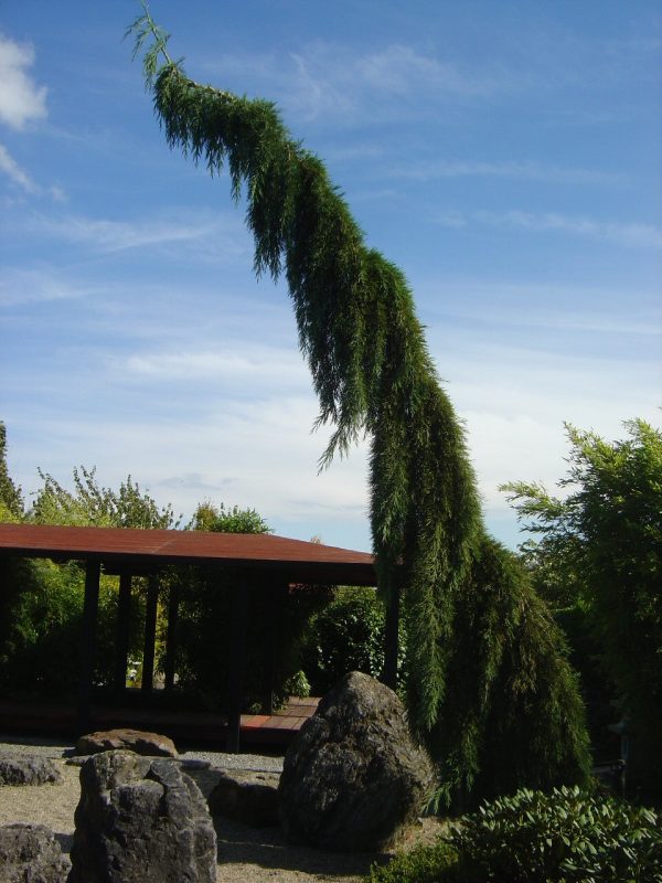 Sequoiadendron giganteum 'Pendulum'
