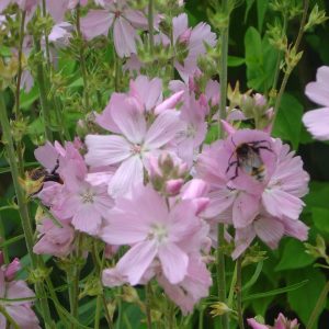 Sidalcea malviflora "Elsie Heugh"