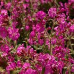 Silene x robotii 'Rolly´s Favorite' ®