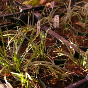 Ophiopogon verschiedene Arten