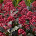 Skimmia japonica "Rubella"