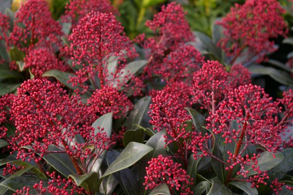 Skimmia japonica "Rubella"