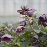 Helleborus x hybridus (orient.-Hybr.) "Slaty Blue"