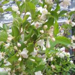 Weigela Hybr. 'Snowflake'