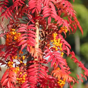 Sorbus arnoldiana 'Golden Wonder'
