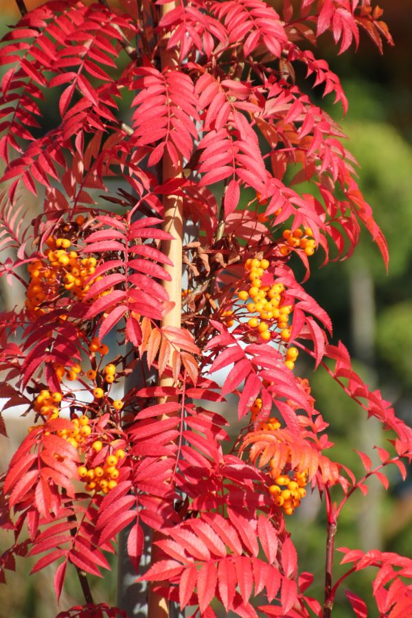 Sorbus arnoldiana 'Golden Wonder'