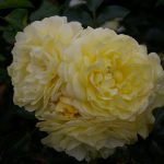 Rosa 'Solero' ®