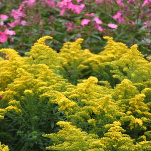 Solidago x cultorum 'Strahlenkrone'(Crown of Rays)