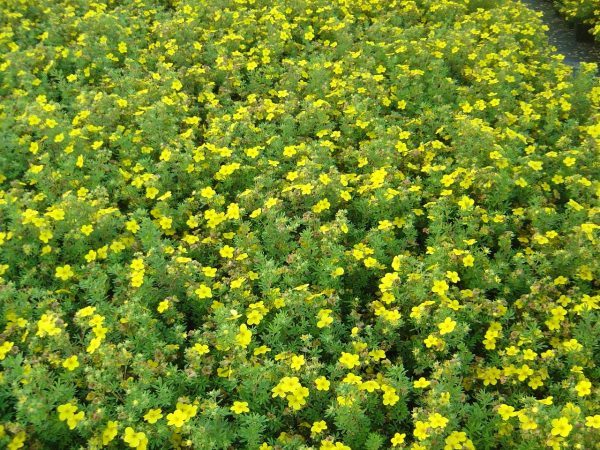 Potentilla fruticosa "Sommerflor"