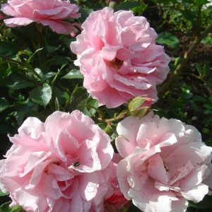 Rosa 'Sommerwind' ®