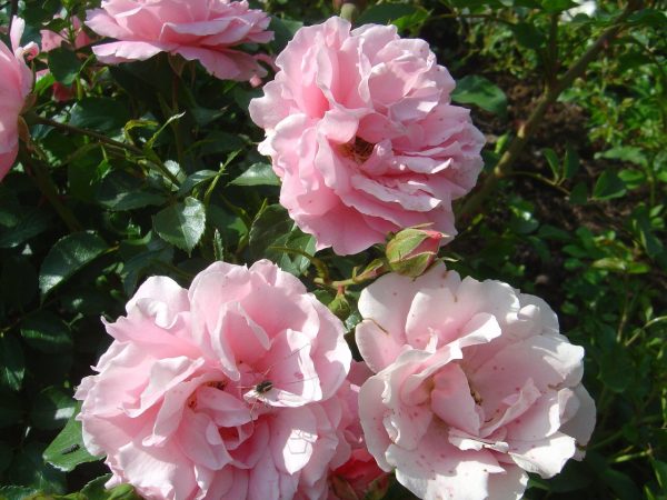 Rosa 'Sommerwind' ®