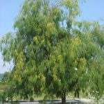 Sophora japonica 'Pendula'