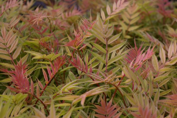 Sorbaria sorbifolia "Sem" -R-