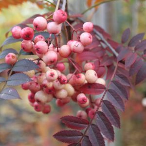 Sorbus arnoldiana 'Kirsten Pink'