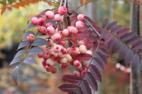 Sorbus arnoldiana 'Kirsten Pink'