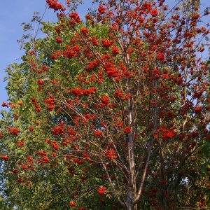 Sorbus aucuparia