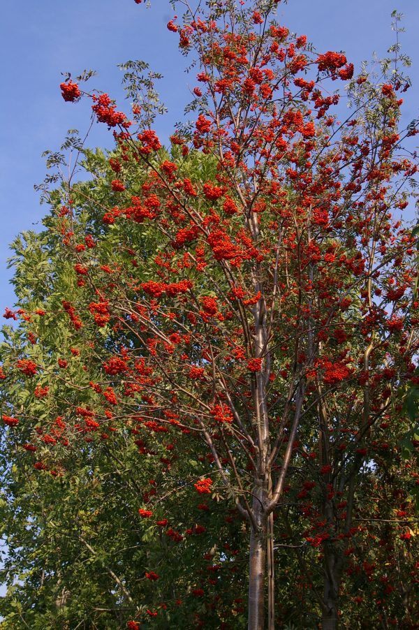 Sorbus aucuparia