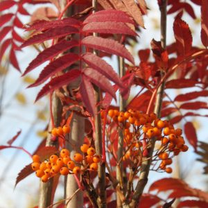 Sorbus aucuparia 'Autumn Spire' ®