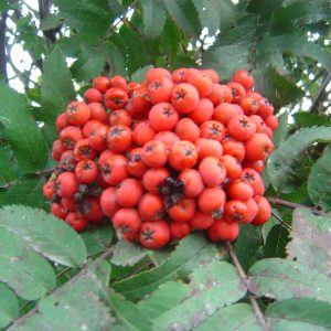 Sorbus aucuparia 'Fastigiata'