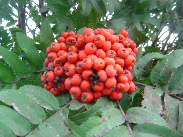 Sorbus aucuparia 'Fastigiata'
